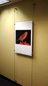 Cardinal Wall Graphic